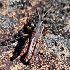 Phaulacridium vittatum at Bombay, NSW - 13 Jul 2024 01:26 PM