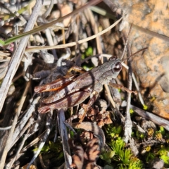 Phaulacridium vittatum at Bombay, NSW - 13 Jul 2024 01:26 PM