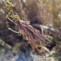 Lomera zophopepla at Bombay, NSW - 13 Jul 2024 by MatthewFrawley