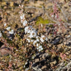 Styphelia attenuata (Small-leaved Beard Heath) at Bombay, NSW - 13 Jul 2024 by MatthewFrawley