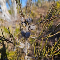 Allocasuarina nana (Dwarf She-oak) at Bombay, NSW - 13 Jul 2024 by MatthewFrawley