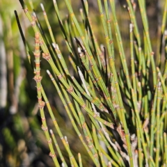 Allocasuarina nana at Bombay, NSW - 13 Jul 2024 01:45 PM