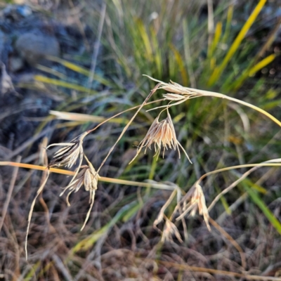 Themeda triandra (Kangaroo Grass) at Bombay, NSW - 13 Jul 2024 by MatthewFrawley