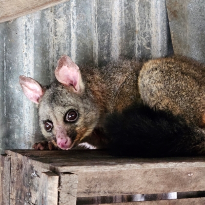 Trichosurus vulpecula (Common Brushtail Possum) at Braidwood, NSW - 13 Jul 2024 by MatthewFrawley