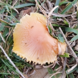 Hygrocybe sp. at Yass River, NSW - 13 Jul 2024 11:13 AM