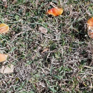 Hygrocybe sp. at Yass River, NSW - 13 Jul 2024 11:13 AM