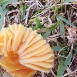 Hygrocybe sp. at Yass River, NSW - 13 Jul 2024 11:13 AM