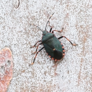Notius depressus at Phillip, ACT - 12 Jul 2024 01:50 PM