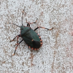 Notius depressus at Phillip, ACT - 12 Jul 2024 01:50 PM