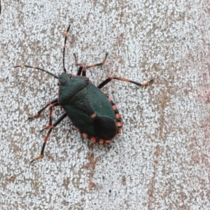 Notius depressus at Phillip, ACT - 12 Jul 2024 01:50 PM