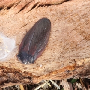 Laxta granicollis at Phillip, ACT - 12 Jul 2024 01:32 PM