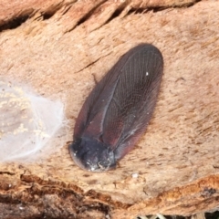 Laxta granicollis at Phillip, ACT - 12 Jul 2024 01:32 PM