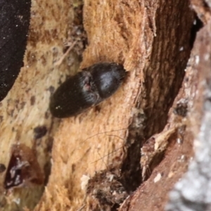 Elateridae sp. (family) at Phillip, ACT - 12 Jul 2024 01:33 PM