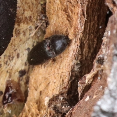 Elateridae sp. (family) (Unidentified click beetle) at Phillip, ACT - 12 Jul 2024 by AlisonMilton