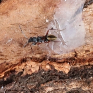 Daerlac cephalotes at Phillip, ACT - 12 Jul 2024 01:32 PM