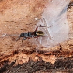 Daerlac cephalotes at Phillip, ACT - 12 Jul 2024 01:32 PM