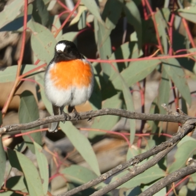 Petroica boodang (Scarlet Robin) at Hawker, ACT - 13 Jul 2024 by JohnGiacon