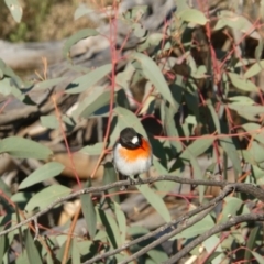 Petroica boodang at Hawker, ACT - 13 Jul 2024 04:03 PM