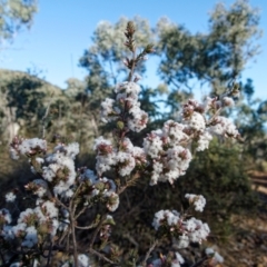 Styphelia attenuata (Small-leaved Beard Heath) at Bruce, ACT - 13 Jul 2024 by RobertD