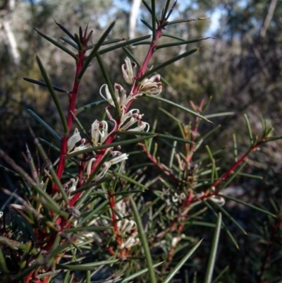 Hakea decurrens subsp. decurrens (Bushy Needlewood) at Bruce, ACT - 13 Jul 2024 by RobertD