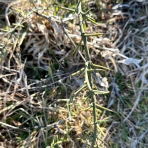 Discaria pubescens at Rendezvous Creek, ACT - 13 Jul 2024 01:32 PM