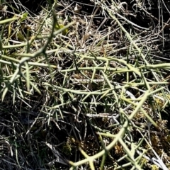 Discaria pubescens at Rendezvous Creek, ACT - 13 Jul 2024 01:32 PM