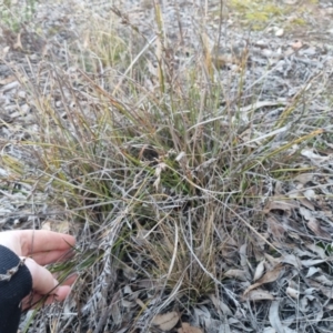 Lepidosperma laterale at Bungendore, NSW - suppressed