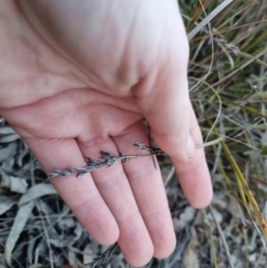 Lepidosperma laterale at Bungendore, NSW - suppressed