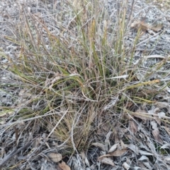 Lepidosperma laterale at Bungendore, NSW - suppressed