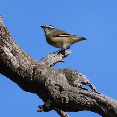 Pardalotus striatus (Striated Pardalote) at Wodonga, VIC - 7 Jul 2024 by KylieWaldon