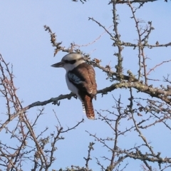 Dacelo novaeguineae (Laughing Kookaburra) at Wodonga, VIC - 7 Jul 2024 by KylieWaldon