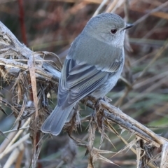 Pachycephala pectoralis (Golden Whistler) at Wodonga, VIC - 7 Jul 2024 by KylieWaldon