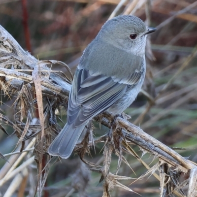 Pachycephala pectoralis (Golden Whistler) at Wodonga, VIC - 7 Jul 2024 by KylieWaldon