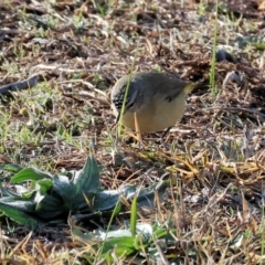 Acanthiza chrysorrhoa (Yellow-rumped Thornbill) at Wodonga, VIC - 7 Jul 2024 by KylieWaldon