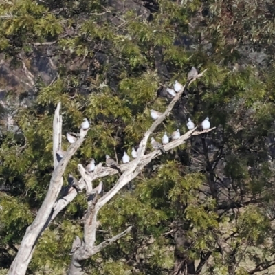 Ocyphaps lophotes (Crested Pigeon) at Wodonga, VIC - 7 Jul 2024 by KylieWaldon