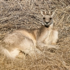 Macropus giganteus (Eastern Grey Kangaroo) at Wodonga, VIC - 7 Jul 2024 by KylieWaldon