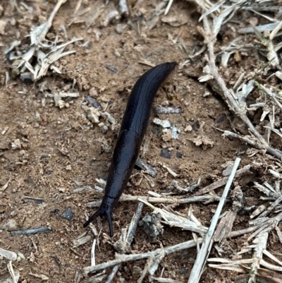 Milax gagates (Black-keeled Slug) at Burrinjuck, NSW - 14 Jul 2024 by sduus