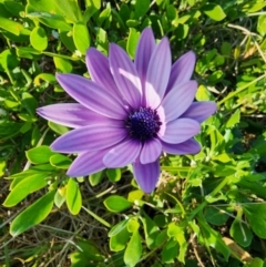 Dimorphotheca ecklonis (South African Daisy) at Kioloa, NSW - 13 Jul 2024 by Steve818