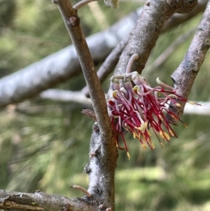 Amyema cambagei at Wee Jasper, NSW - 13 Jul 2024