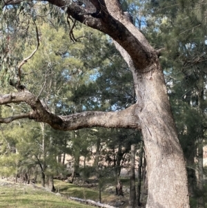 Eucalyptus bridgesiana at Wee Jasper, NSW - 13 Jul 2024 02:33 PM