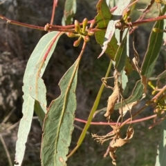 Eucalyptus bridgesiana at Wee Jasper, NSW - 13 Jul 2024 02:33 PM