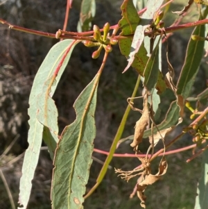 Eucalyptus bridgesiana at Wee Jasper, NSW - 13 Jul 2024 02:33 PM