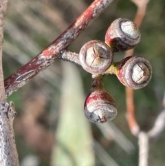 Eucalyptus bridgesiana at Wee Jasper, NSW - 13 Jul 2024 02:33 PM