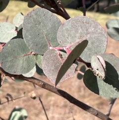 Eucalyptus bridgesiana at Wee Jasper, NSW - 13 Jul 2024 02:33 PM