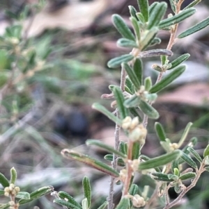 Pomaderris angustifolia at Wee Jasper, NSW - 13 Jul 2024 03:26 PM