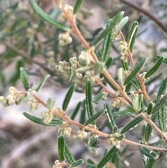 Pomaderris angustifolia at Wee Jasper, NSW - 13 Jul 2024