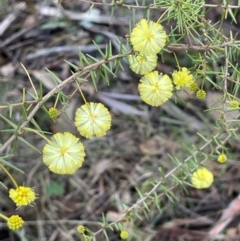 Acacia ulicifolia (Prickly Moses) at Wee Jasper, NSW - 13 Jul 2024 by JaneR