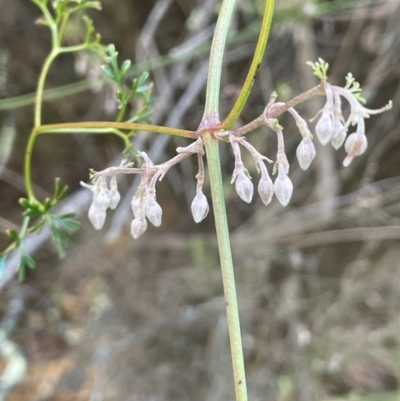 Clematis leptophylla (Small-leaf Clematis, Old Man's Beard) at Wee Jasper, NSW - 13 Jul 2024 by JaneR