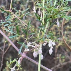 Clematis leptophylla at Wee Jasper, NSW - 13 Jul 2024