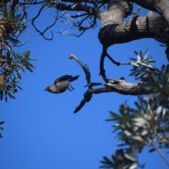 Anthochaera chrysoptera (Little Wattlebird) at Guerilla Bay, NSW - 12 Jul 2024 by LyndalT